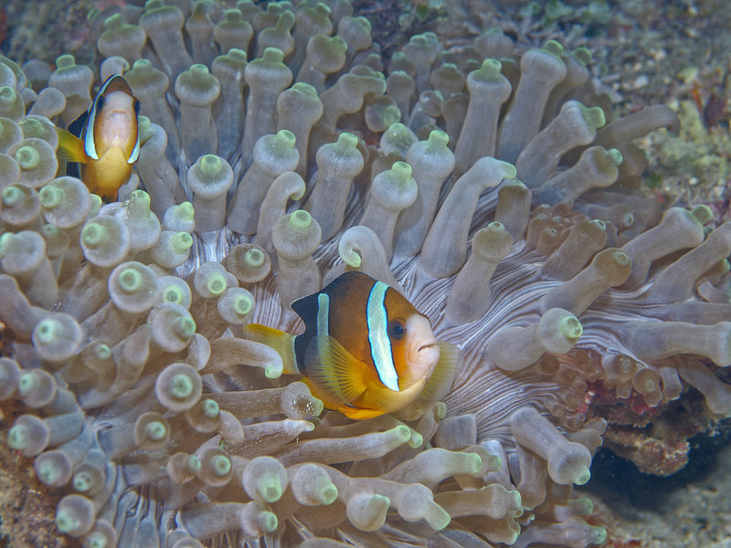 Anemone Fish, St. Christopher Wreck